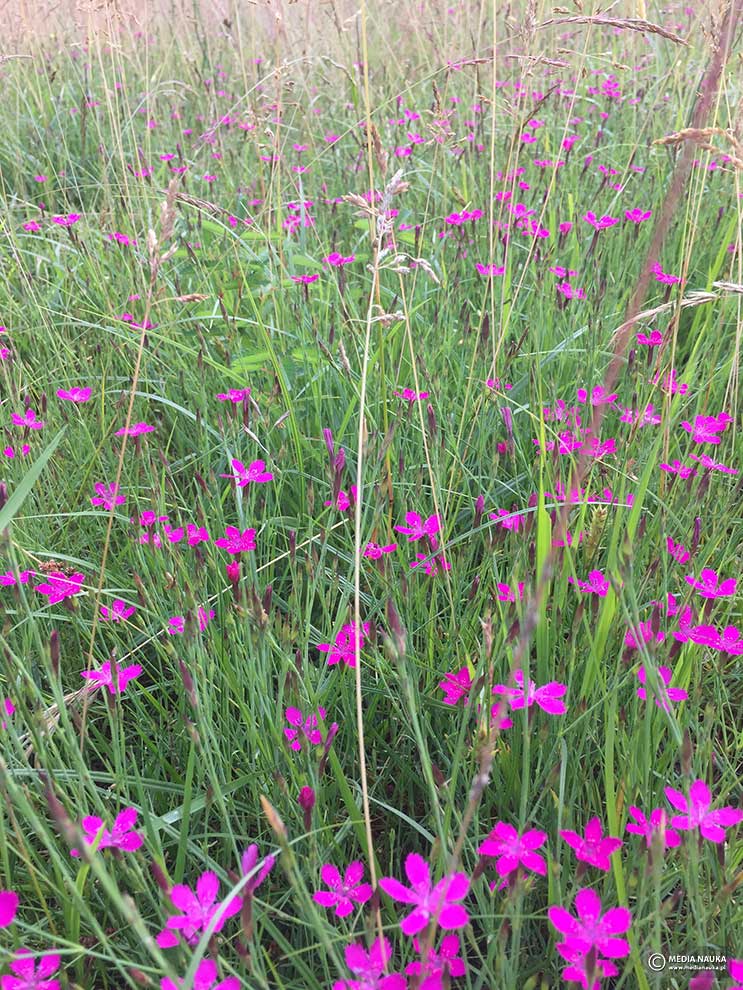 goździk kropkowany, goździk widełkowaty (Dianthus deltoides)