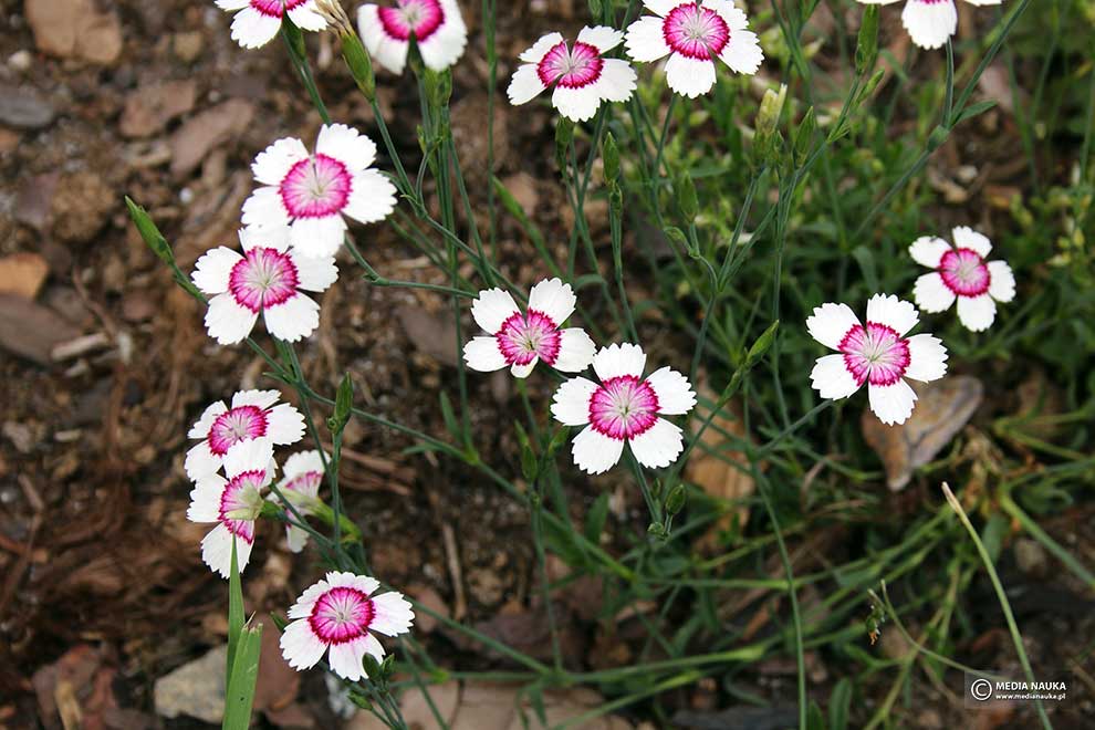 goździk kropkowany, goździk widełkowaty (Dianthus deltoides)