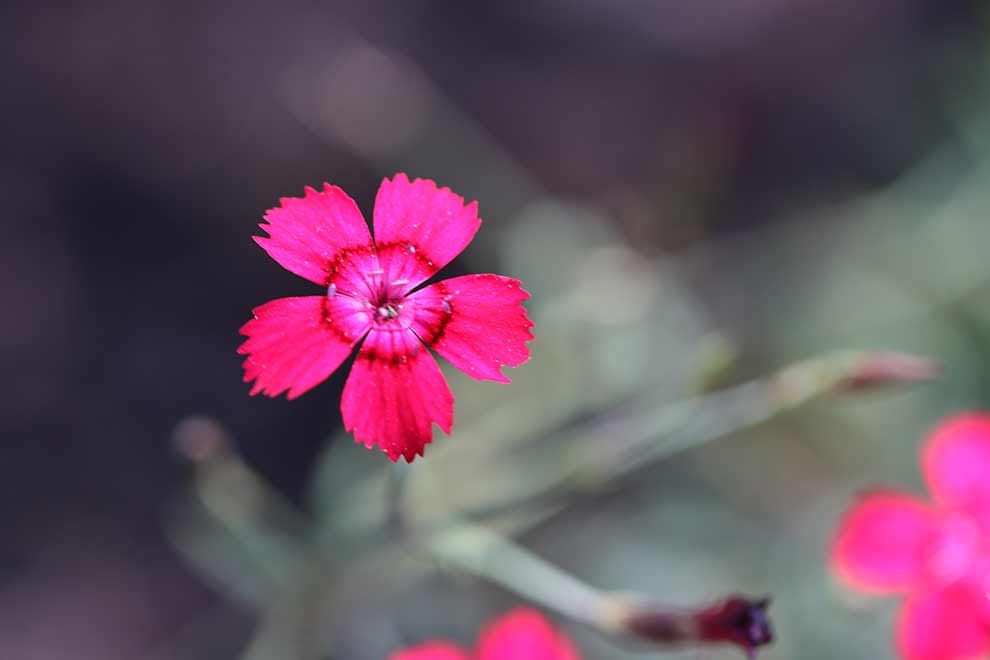 goździk kropkowany, goździk widełkowaty (Dianthus deltoides)