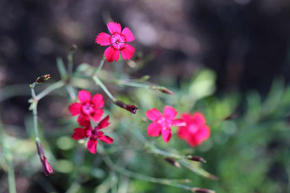 goździk kropkowany, goździk widełkowaty (Dianthus deltoides)