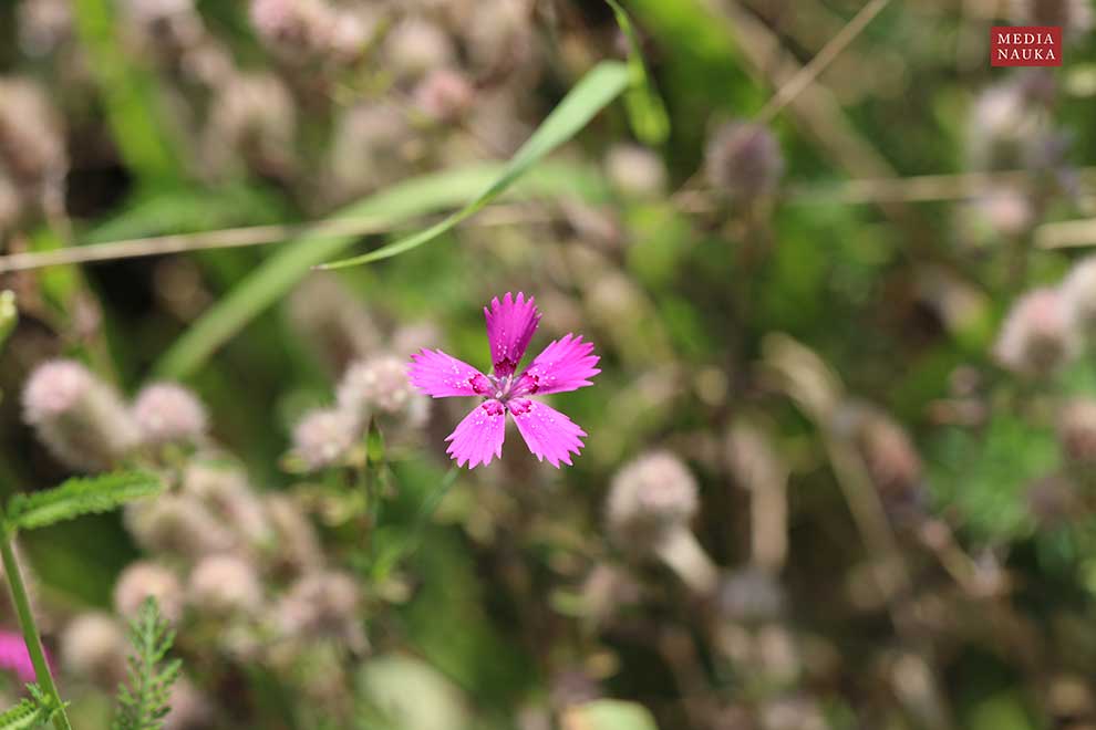 goździk kropkowany, goździk widełkowaty (Dianthus deltoides)