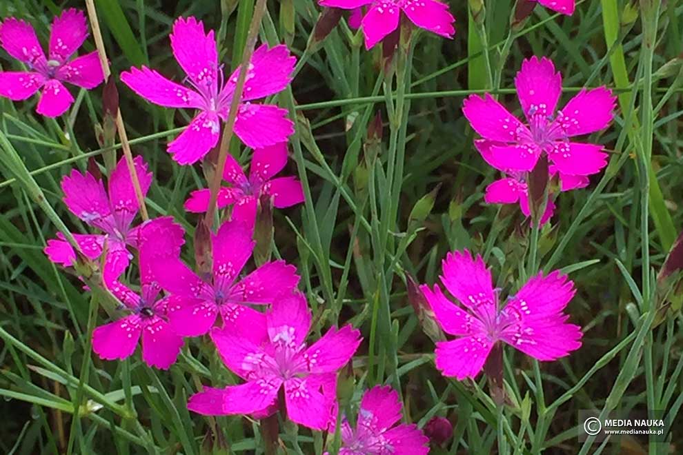 goździk kropkowany, goździk widełkowaty (Dianthus deltoides)