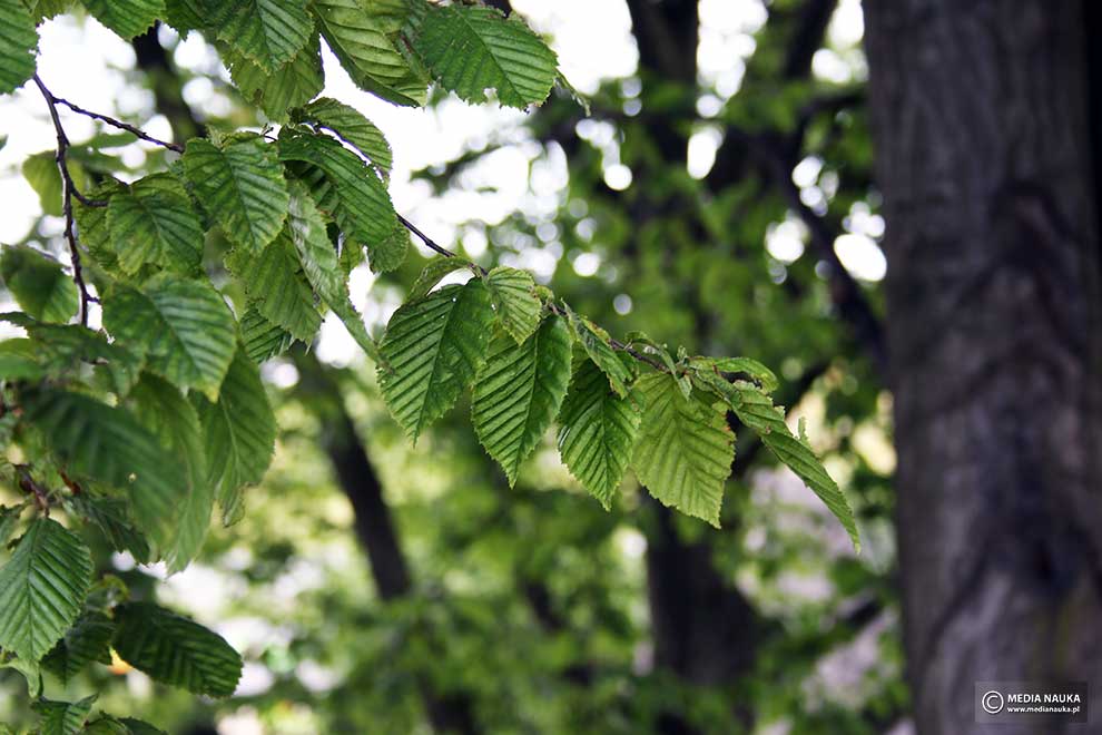 grab pospolity, grab zwyczajny (Carpinus betulus)