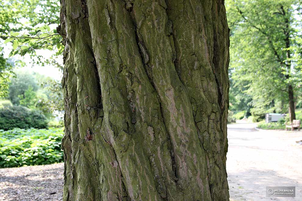 grab pospolity, grab zwyczajny (Carpinus betulus)