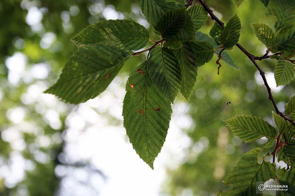 grab pospolity, grab zwyczajny (Carpinus betulus)