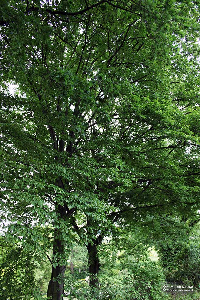 grab pospolity, grab zwyczajny (Carpinus betulus)