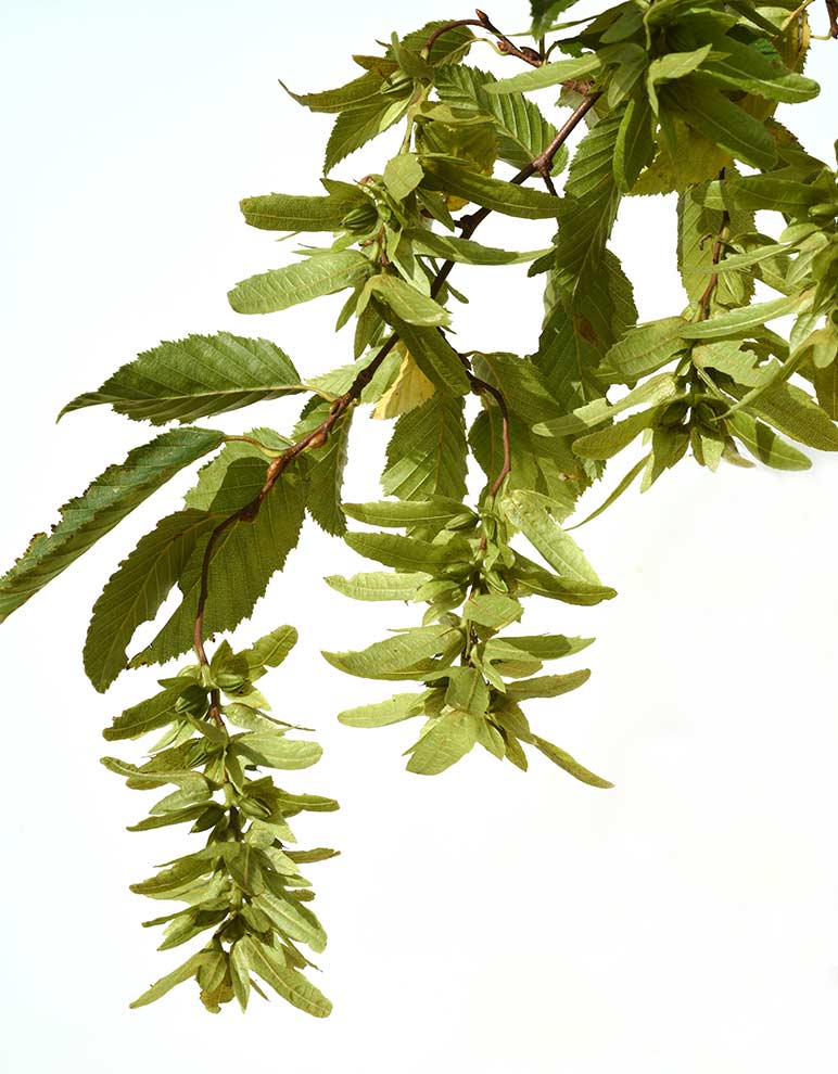grab pospolity, grab zwyczajny (Carpinus betulus)
