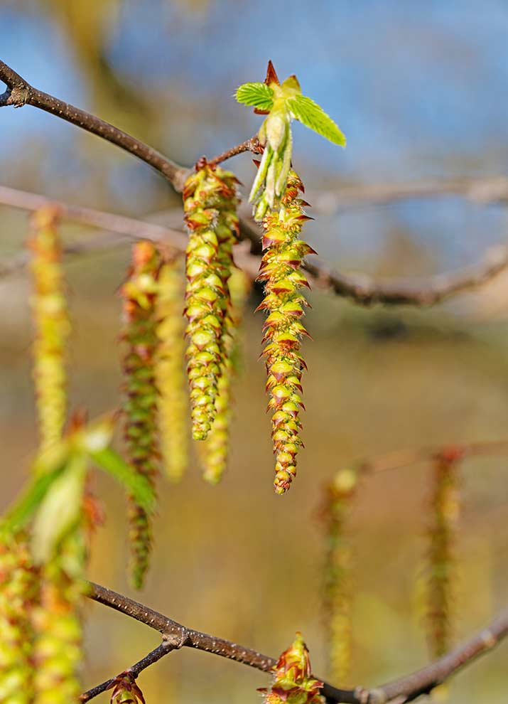 grab pospolity, grab zwyczajny (Carpinus betulus)