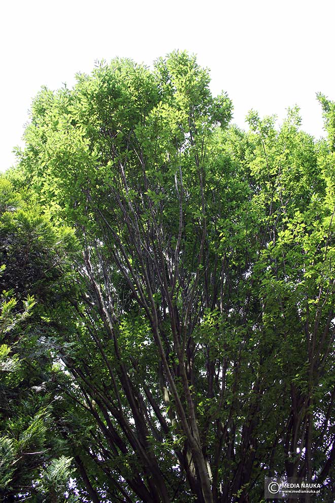 grab pospolity, grab zwyczajny (Carpinus betulus)