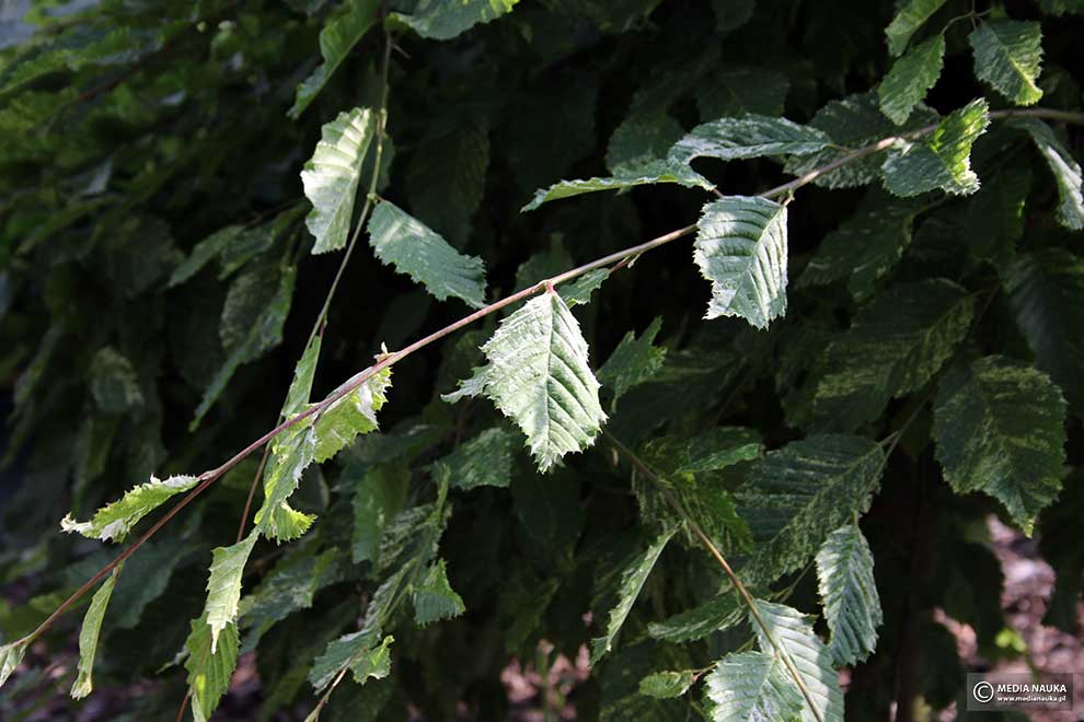 grab pospolity, grab zwyczajny (Carpinus betulus)