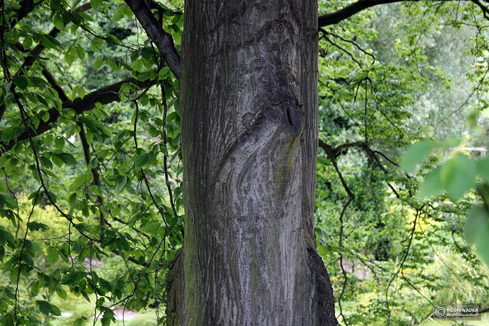 grab pospolity, grab zwyczajny (Carpinus betulus)