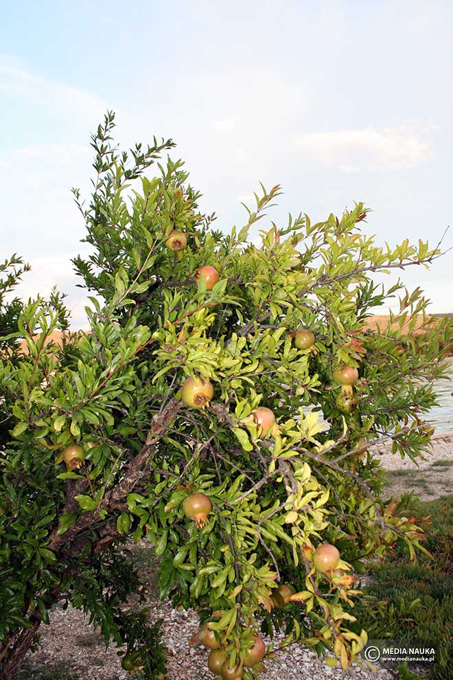 granat właściwy (Punica granatum)