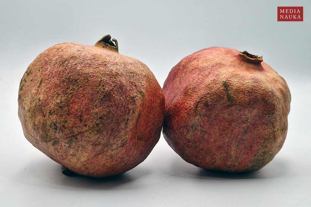 granat właściwy (Punica granatum)