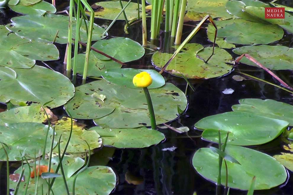grążel żółty (Nuphar lutea)