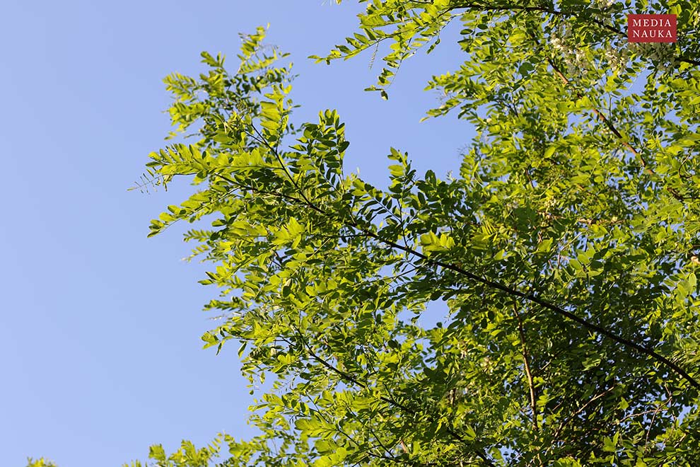 robinia akacjowa, grochodrzew (Robinia pseudacacia)
