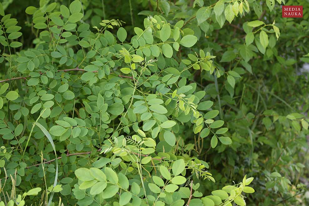 robinia akacjowa, grochodrzew (Robinia pseudacacia)