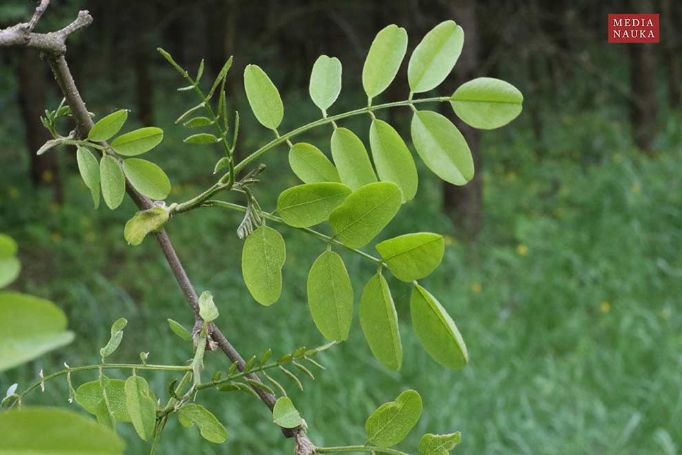 robinia akacjowa, grochodrzew (Robinia pseudacacia)