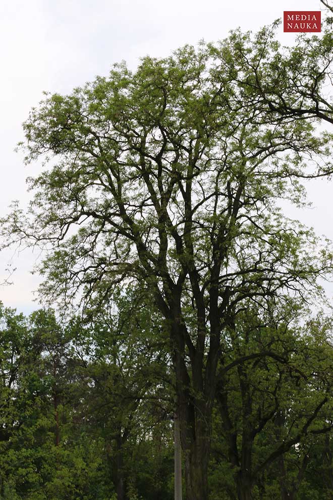 robinia akacjowa, grochodrzew (Robinia pseudacacia)