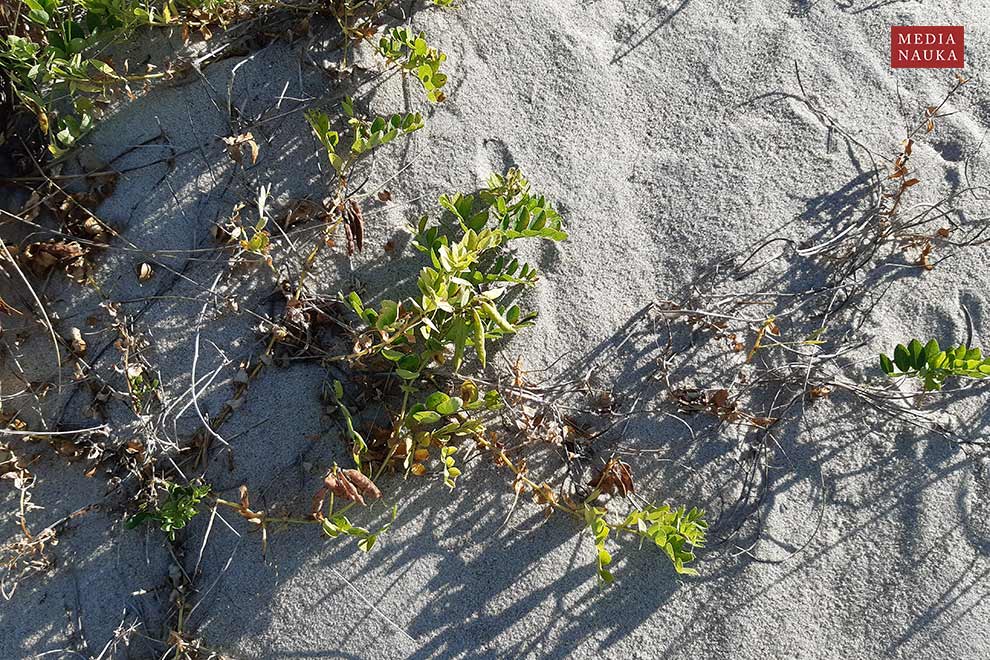 groszek nadmorski (Lathyrus maritimus)