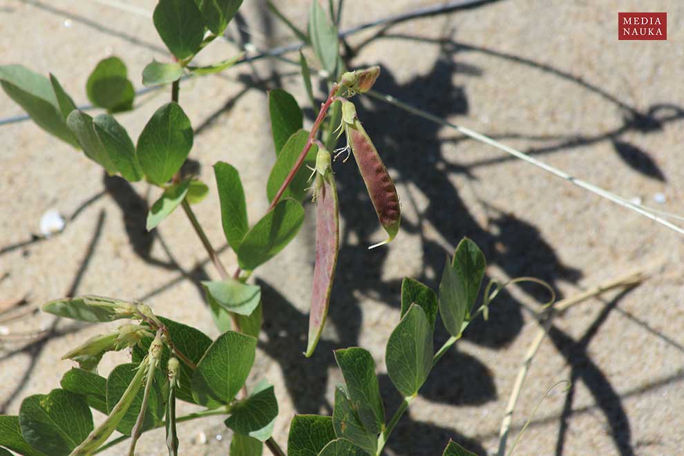 groszek nadmorski (Lathyrus maritimus)