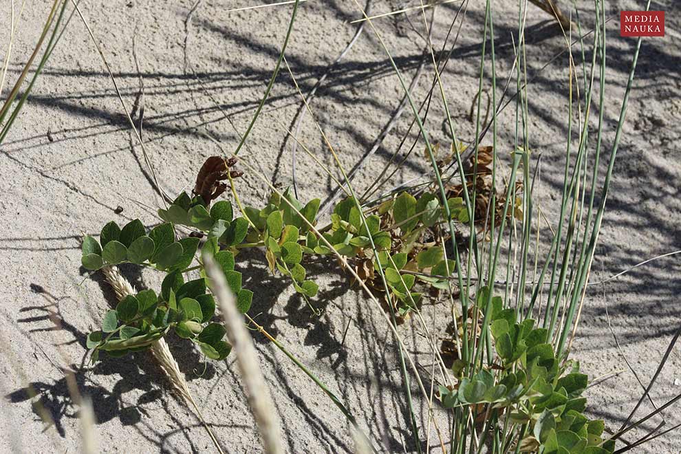 groszek nadmorski (Lathyrus maritimus)