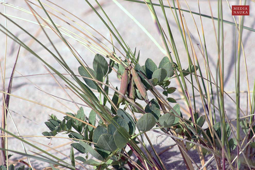 groszek nadmorski (Lathyrus maritimus)