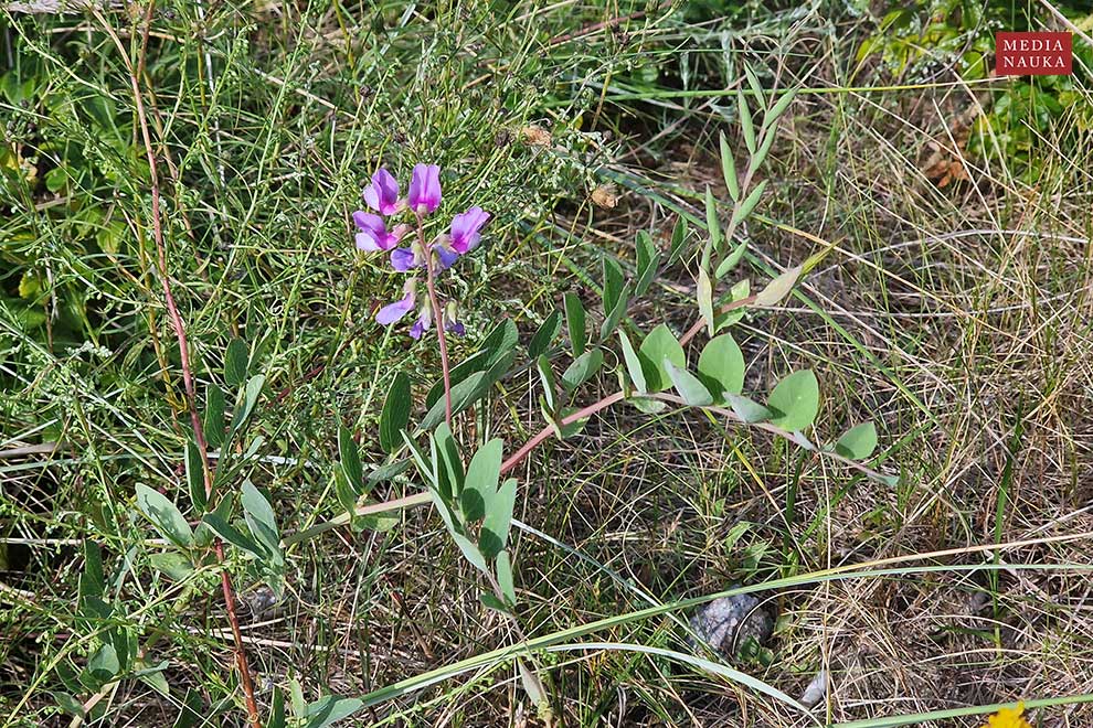 groszek nadmorski (Lathyrus maritimus)