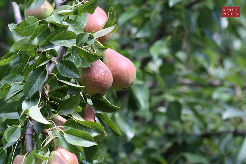 grusza domowa, grusza pospolita, grusza polna (Pyrus communis)