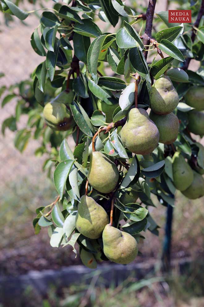 grusza domowa, grusza pospolita, grusza polna (Pyrus communis)