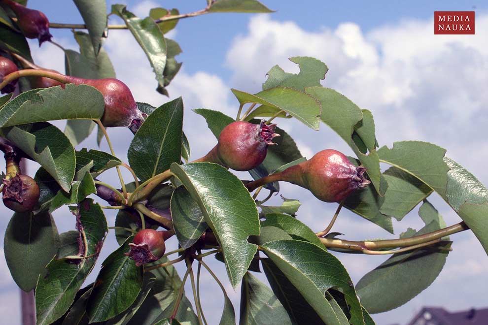 grusza domowa, grusza pospolita, grusza polna (Pyrus communis)