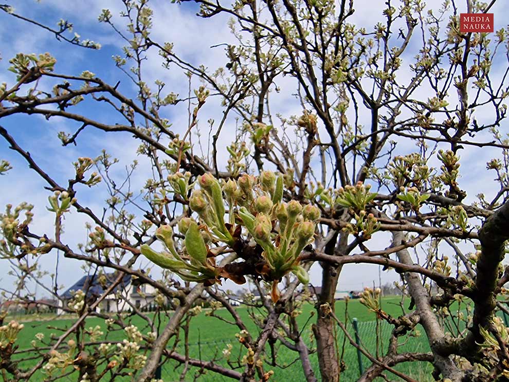 grusza domowa, grusza pospolita, grusza polna (Pyrus communis)