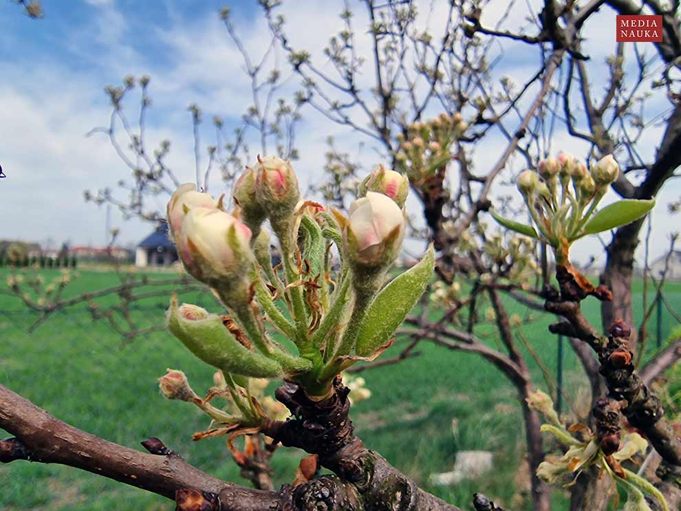 grusza domowa, grusza pospolita, grusza polna (Pyrus communis)