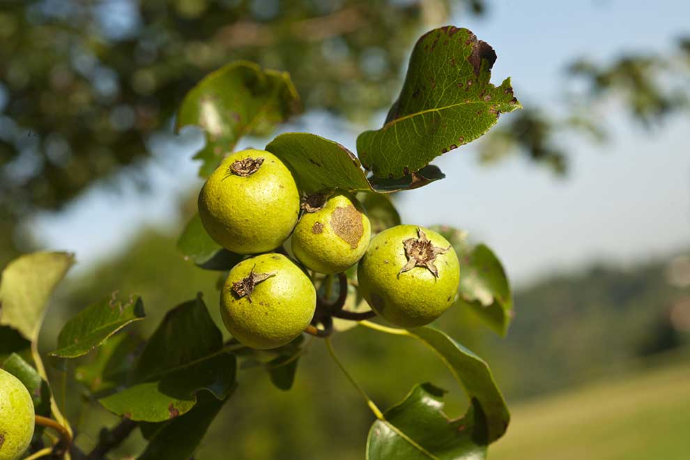 grusza domowa, grusza pospolita, grusza polna (Pyrus communis)