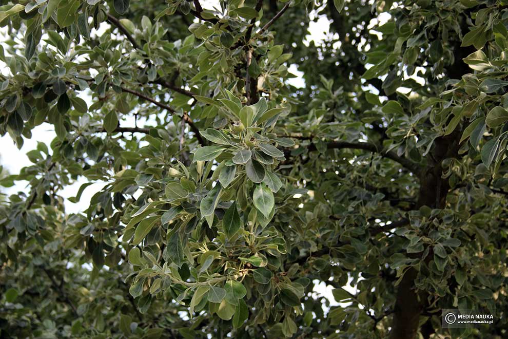 grusza śnieżna (Pyrus nivalis)