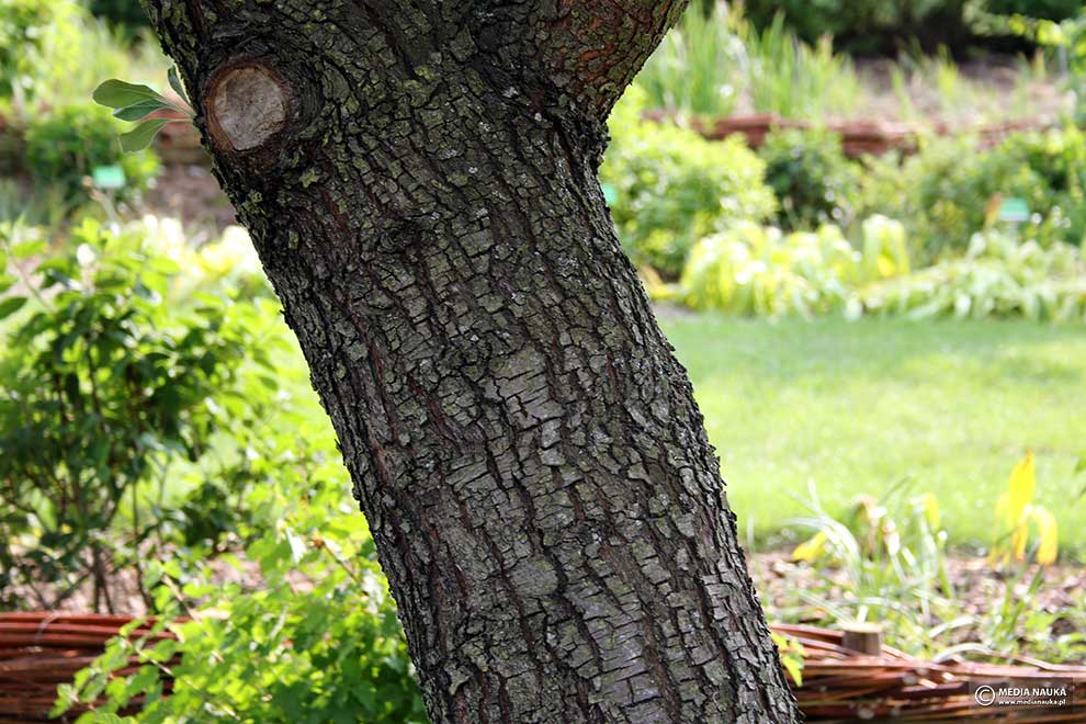 grusza śnieżna (Pyrus nivalis)
