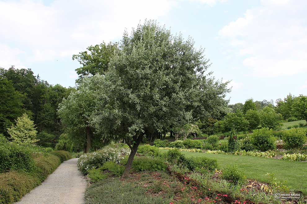 grusza śnieżna (Pyrus nivalis)