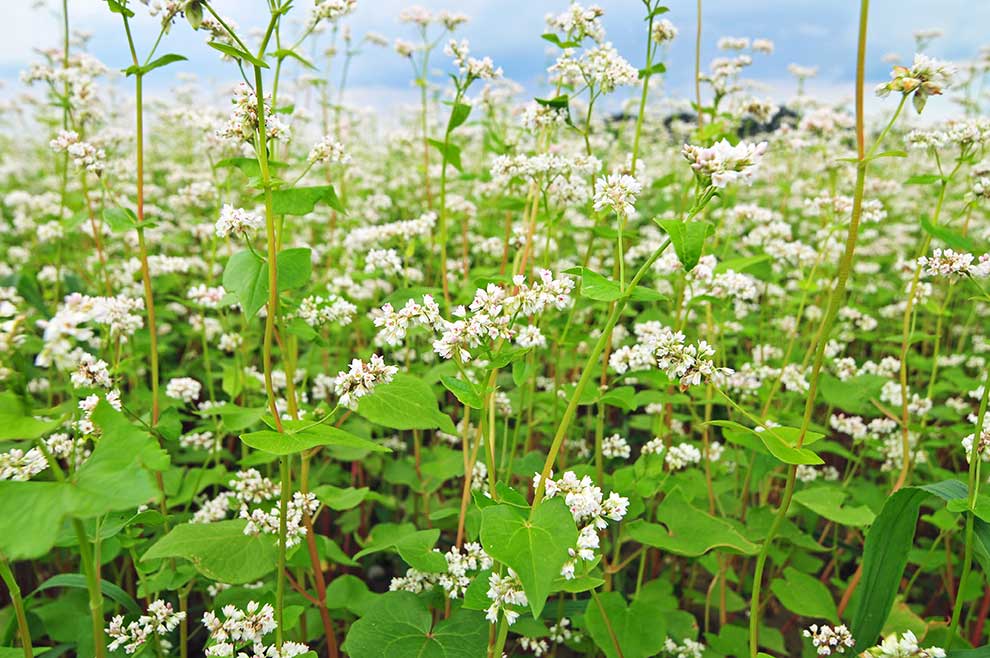 gryka zwyczajna (Fagopyrum esculentum)