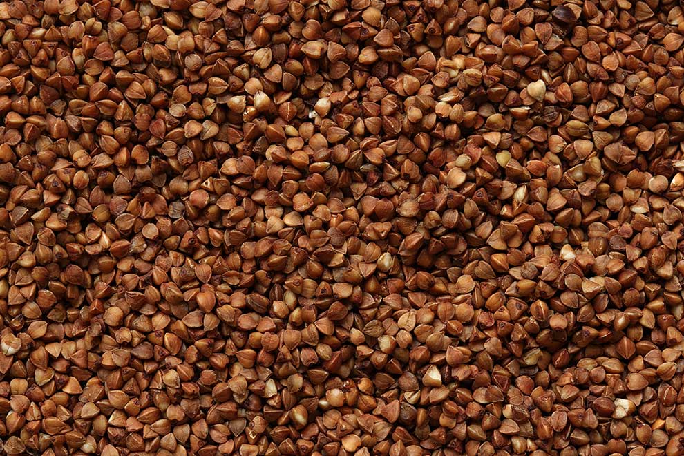 gryka zwyczajna (Fagopyrum esculentum)