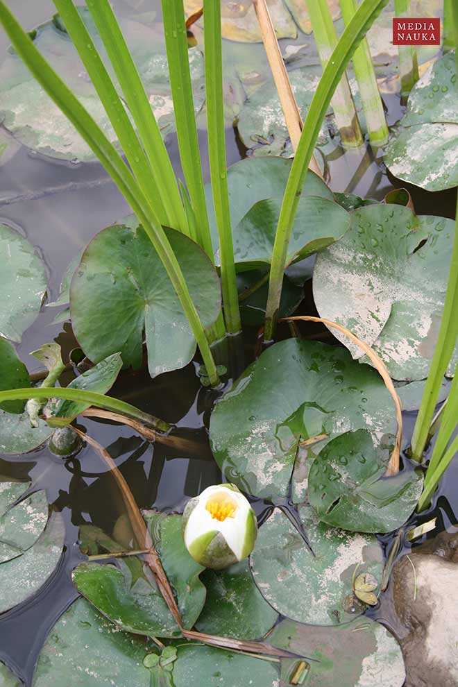 grzybienie białe, nenufar, lilia wodna (Nymphaea alba)