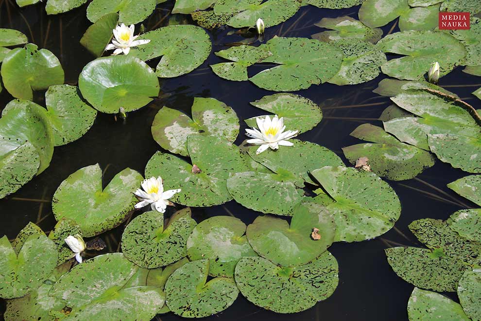 grzybienie białe, nenufar, lilia wodna (Nymphaea alba)