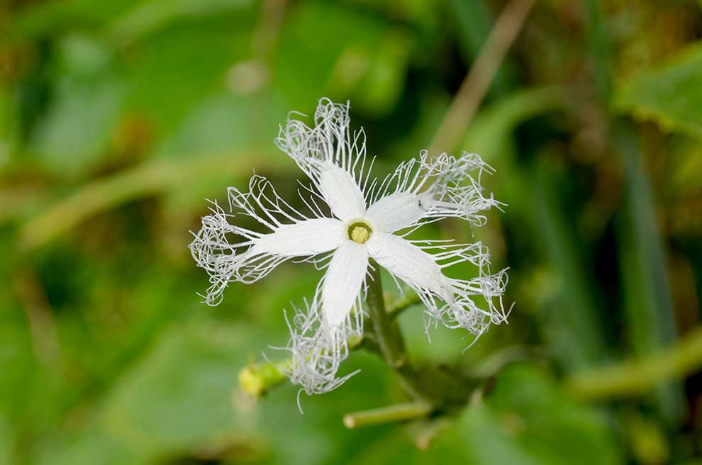 gurdlina ogórkowata (Trichosanthes cucumerina)