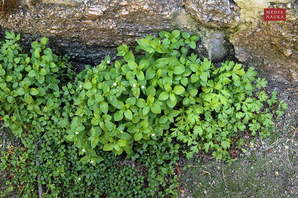 gwiazdnica pospolita (Stellaria media)