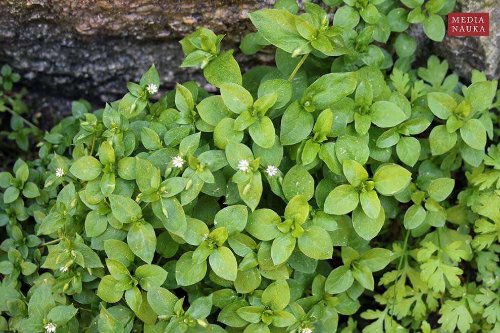 gwiazdnica pospolita (Stellaria media)
