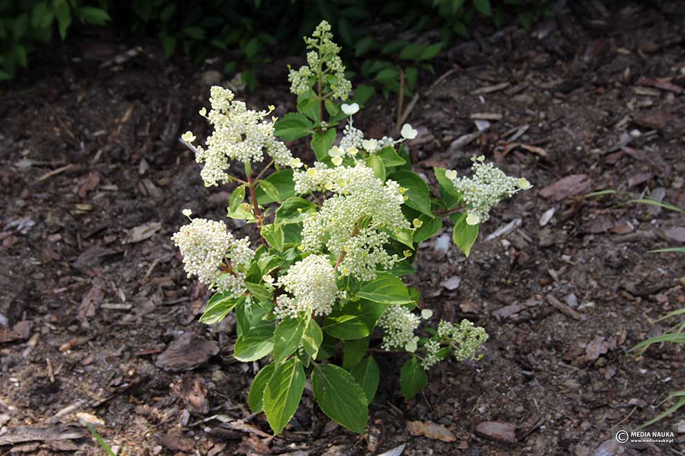 hortensja bukietowa (Hydrangea paniculata)