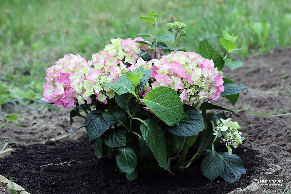 hortensja ogrodowa, hortensja wielkolistna (Hydrangea macrophylla)