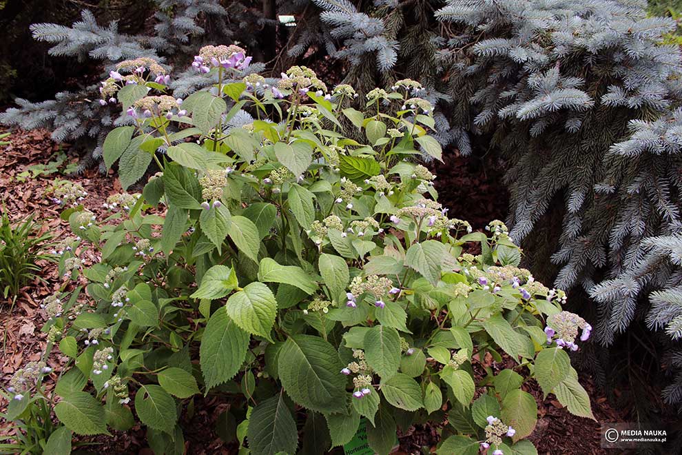 hortensja piłkowana, hortensja ząbkowana (Hydrangea serrata)
