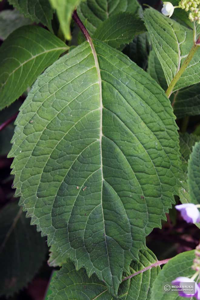 hortensja piłkowana, hortensja ząbkowana (Hydrangea serrata)
