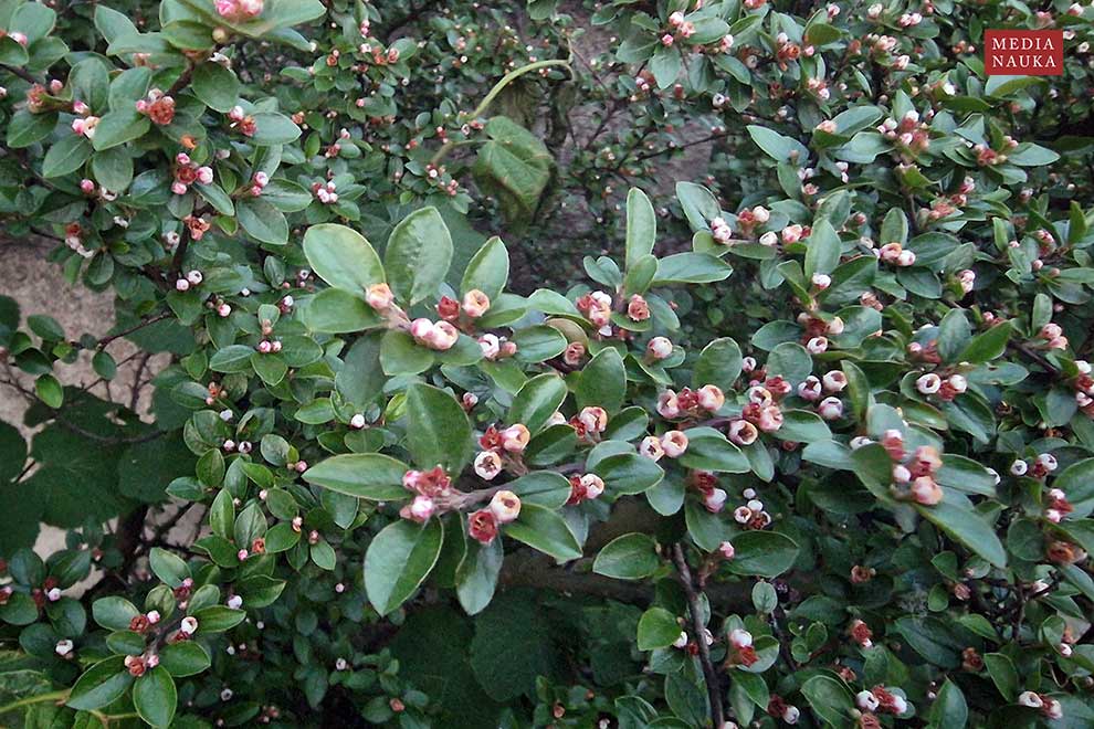 irga pozioma (Cotoneaster horizontalis)