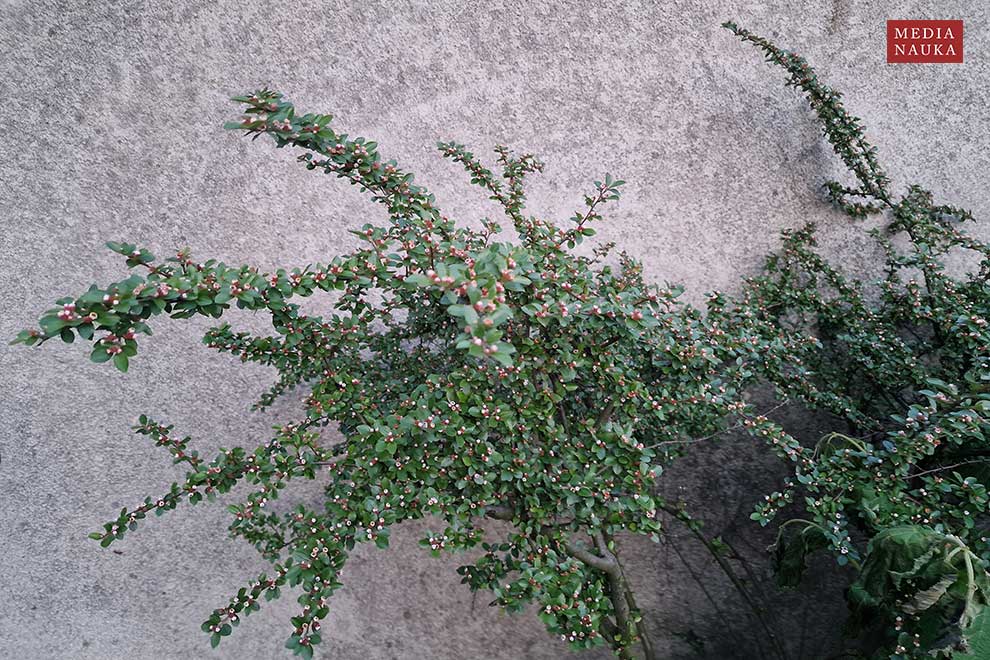 irga pozioma (Cotoneaster horizontalis)
