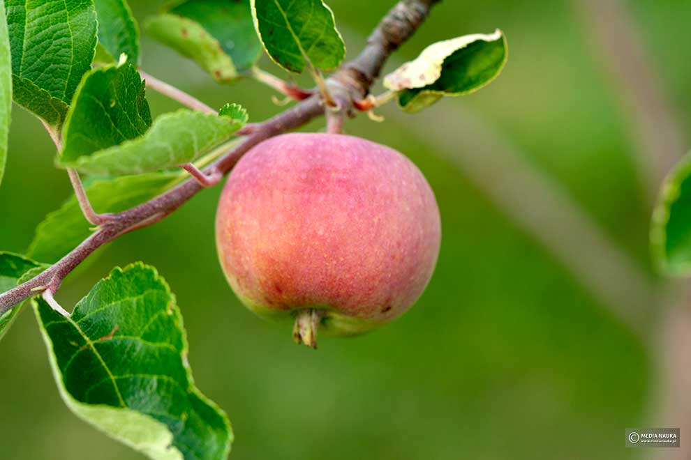 jabłoń domowa (Malus domestica)